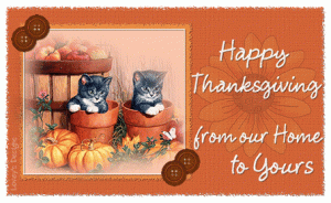 cat happy thanksgiving.gif