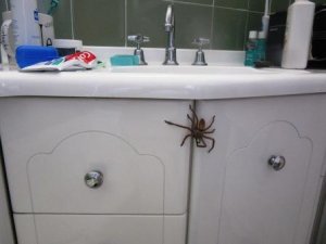 Emily the Huntsman #3.JPG