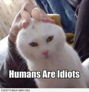 cat funnies humans are idiots.jpg