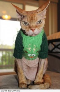 cat funnies cat fashionista.jpg