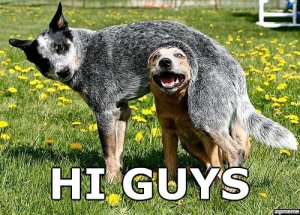 hi-guys-dog-meme.jpg