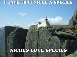 niche.jpg