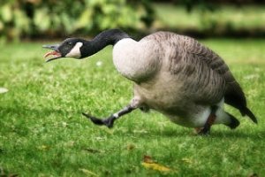 AngryGoose.jpg