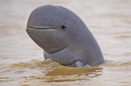dolphin.jpg