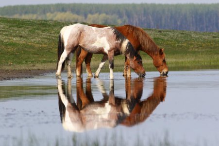 New Forest Ponies.jpg