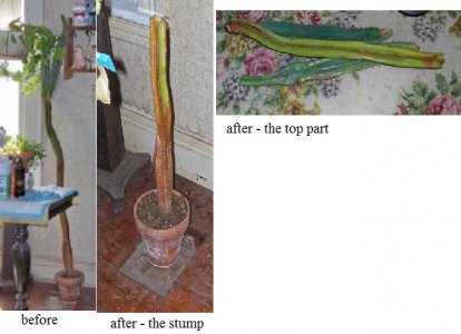 cactus1.jpg