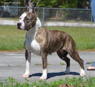staffy3.jpg