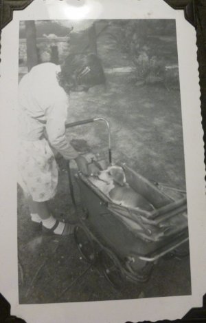 toby in doll carriage.JPG