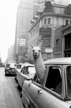 Llama @.jpg