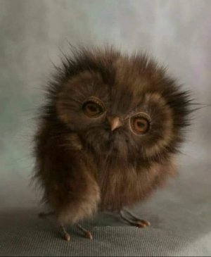 brown owlet.jpg