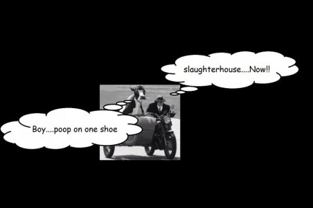 caption.jpg cow fin.jpg