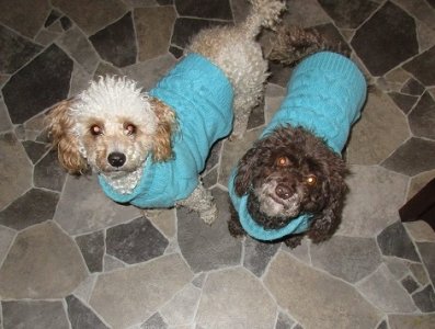 Hop and Lucy.jpg