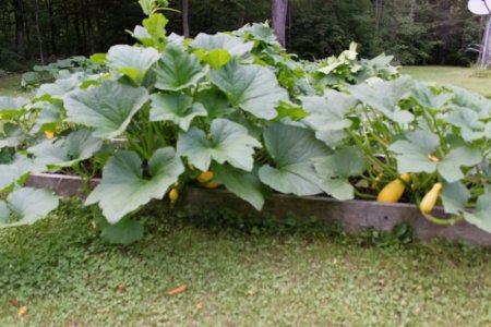 aplant_iloved.JPG