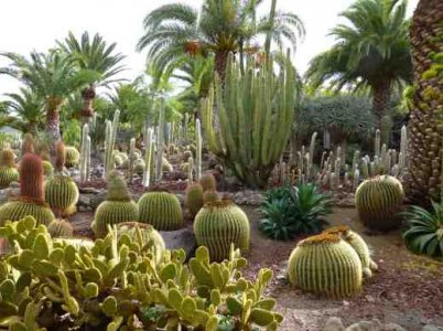 xerophyte.jpg