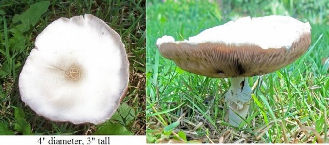 mushroom .jpg