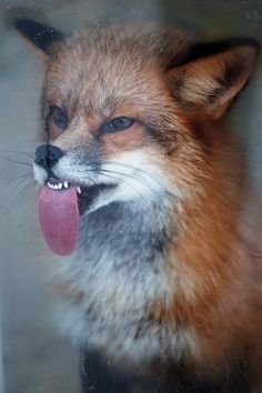 0017b8ae5b0a555d9ff6dd637ef12edf--firefox-adorable-animals.jpg