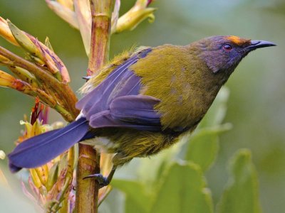 bellbird.jpg