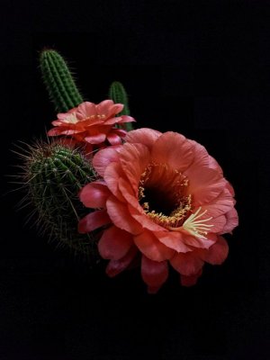 cactus flower.jpg