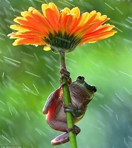 flower frog.jpeg