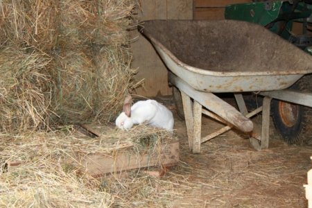 in_the_hay (2).jpg