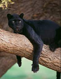 Panther.jpg