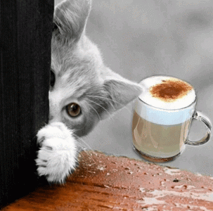 255599246005202.gif