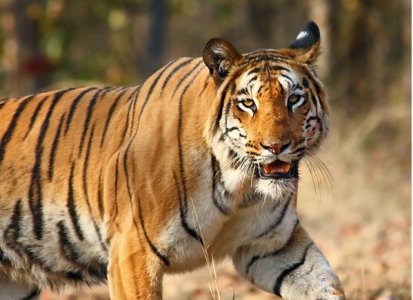 tiger.jpg