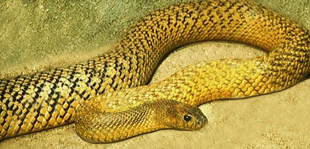 FierceSnakeOlive.jpg