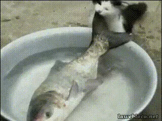 551a4ebd0dc45db9a7574ab1b3b3e033.gif