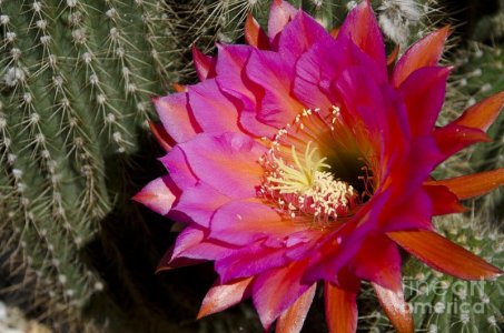 4-dark-pink-cactus-flower-jim-and-emily-bush.jpg