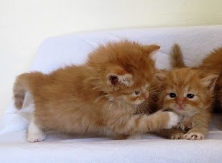 Kitten Siblings.jpg