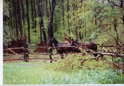 tornado6.jpg