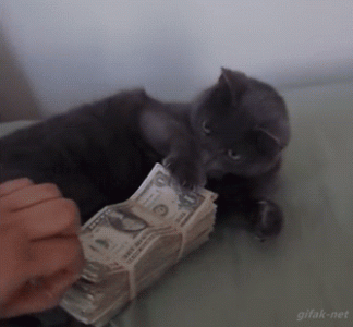 54982775955065.gif