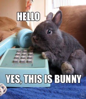 bunny1.jpg