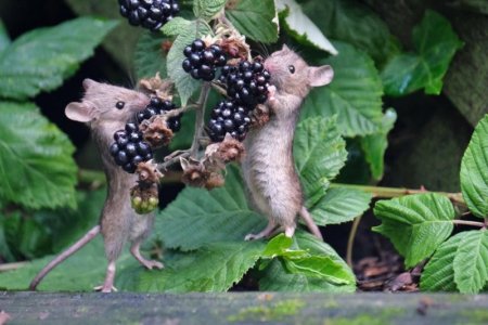 mice.jpg