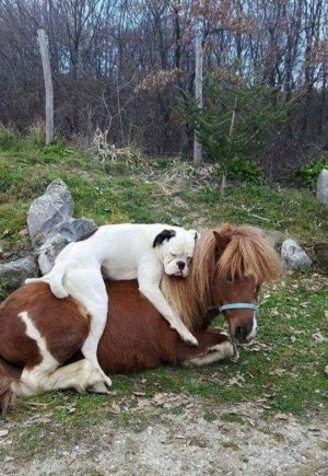 40 Amusing Animal Pics That Are Guaranteed To Brighten Your Day.jpeg