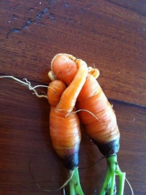 carrot.jpg