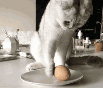 anigif_sub-buzz-555-1523483797-1.gif
