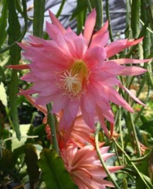 Epiphyllum x Pink Flair (1).jpg