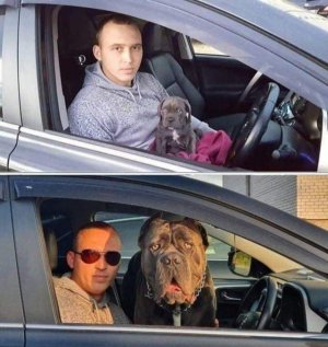 dog.jpg
