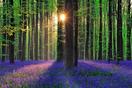 bluebells-blooming-hallerbos-forest-belgium-7.jpg
