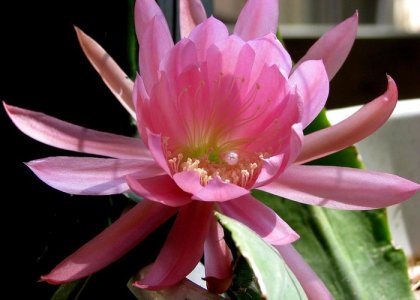 pink-cactus-flower-chris-gudger.jpg