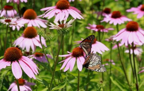 butterflies_crp.JPG