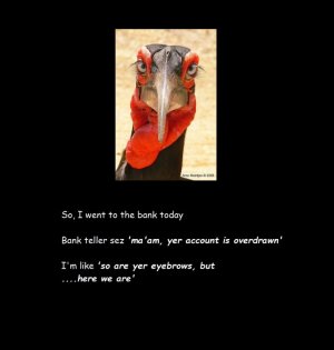 bird looking at us caption fin.jpg