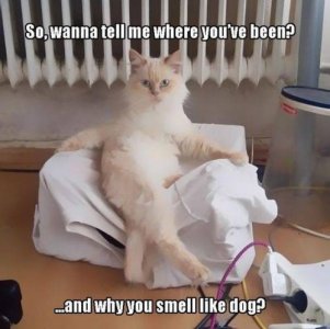 Funny-Animals-070.jpg