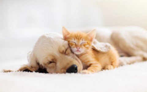 puppykitten1.jpg
