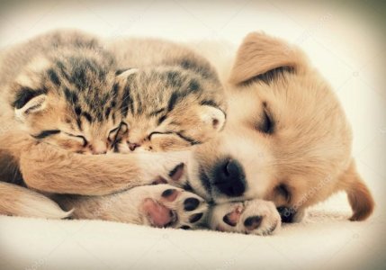 puppykitten2.jpg