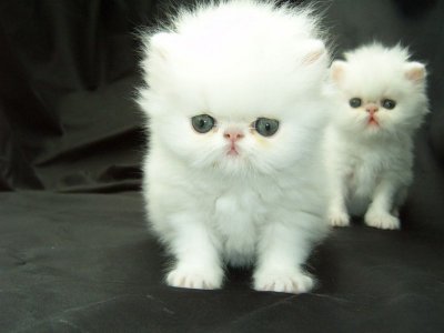 Kittens Fluffy.jpg