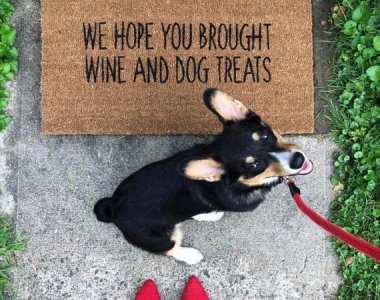 Wine And Dog Treats Doormat _ Funny Doormat _ Wine Doormat _ Dog Doormat _ Door Mat _ Welcome...jpeg