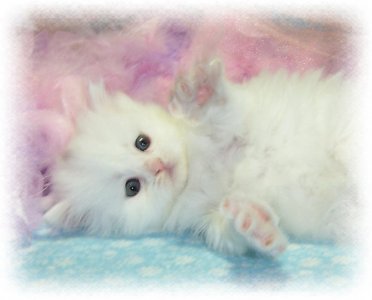 Kitten White.jpg